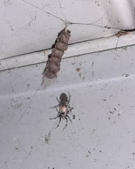 Metepeira labyrinthea