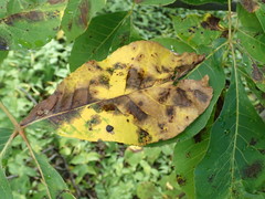 Gnomonia caryae