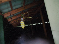 Trichonephila clavata