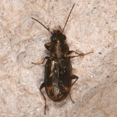 Bembidion rapidum
