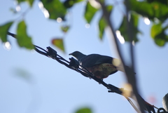 Ducula goliath