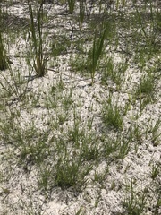 Rhynchospora pusilla