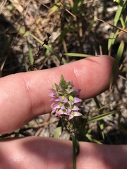 Polygala brevifolia