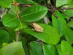 Osteopilus septentrionalis