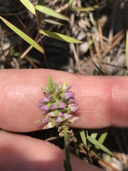 Polygala brevifolia