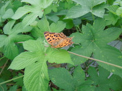 Polygonia c-aureum