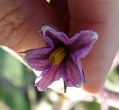 Solanum melongena