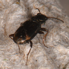 Bembidion rapidum