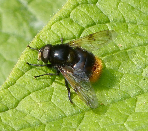 Bumble Bee Hover Fly