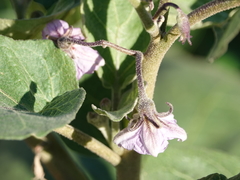 Solanum melongena