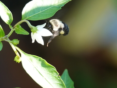 Bombus impatiens