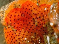 Watersipora subtorquata