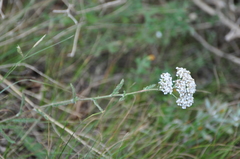 Eriogonum annuum