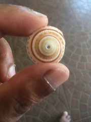 Architectonica