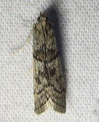 Promylea lunigerella