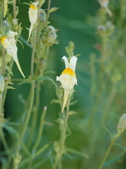 Linaria vulgaris