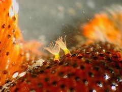 Watersipora subtorquata