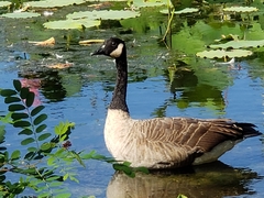 Branta canadensis