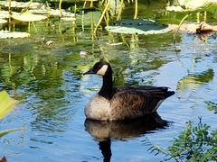 Branta canadensis