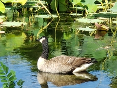 Branta canadensis
