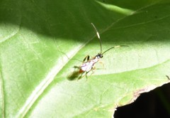 Cratichneumon annulatipes