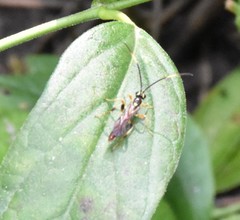 Cratichneumon annulatipes