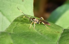 Cratichneumon annulatipes