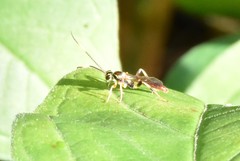 Cratichneumon annulatipes