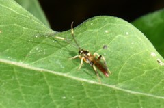 Cratichneumon annulatipes