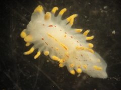 Polyceridae