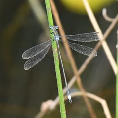Lestes vigilax