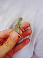 Holbrookia propinqua