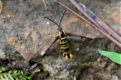 Synanthedon arkansasensis