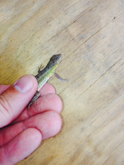 Holbrookia propinqua