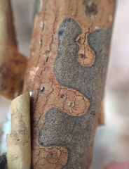 Diatrype decorticata