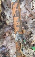 Diatrype decorticata