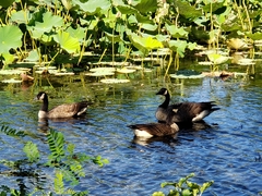Branta canadensis