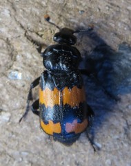 Nicrophorus investigator