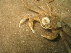 Cyrtograpsus angulatus