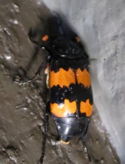 Nicrophorus investigator