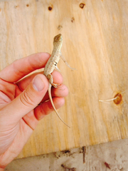 Holbrookia propinqua