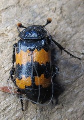 Nicrophorus investigator