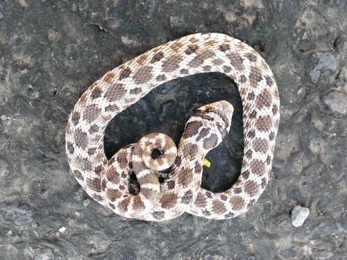 Mexican Hognose Snake