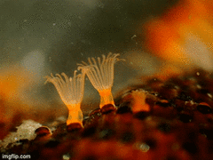 Watersipora subtorquata