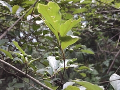 Lindera glauca