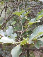 Lindera glauca