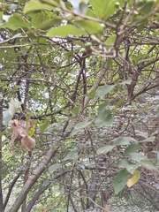 Lindera glauca