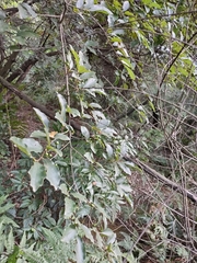 Lindera glauca