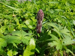 Orobanche minor