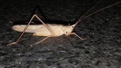 Neoconocephalus retusus